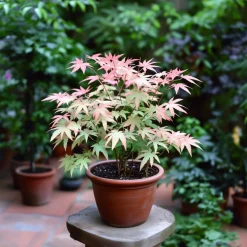 Brico Japanese Maple 'Taylor' - Set Van 2 - Esdoorn - Pot 19Cm - Hoogte 50-60Cm- Planten