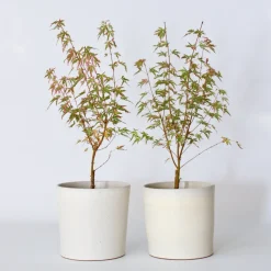Brico Japanese Maple 'Taylor' - Set Van 2 - Esdoorn - Pot 19Cm - Hoogte 50-60Cm- Planten