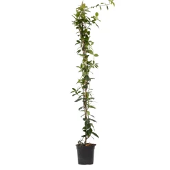 Brico Jasmijn Xl - Klimplant - Pot 17Cm - Hoogte 110-120Cm- Planten