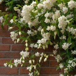 Brico Jasmijn Xl - Klimplant - Pot 17Cm - Hoogte 110-120Cm- Planten
