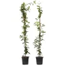 Brico Jasmijn Xl - Set Van 2 - Klimplant - Pot 17Cm - Hoogte 110-120Cm- Planten