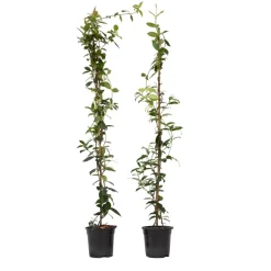 Brico Jasmijn Xl - Set Van 2 - Klimplant - Pot 17Cm - Hoogte 110-120Cm- Planten