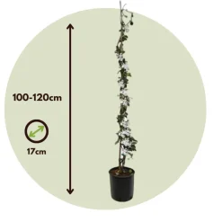 Brico Jasmijn Xl - Set Van 2 - Klimplant - Pot 17Cm - Hoogte 110-120Cm- Planten