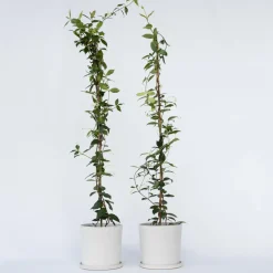 Brico Jasmijn Xl - Set Van 2 - Klimplant - Pot 17Cm - Hoogte 110-120Cm- Planten
