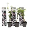 Brico Jasminoides Officinale - Set Van 3 - Wit - Jasmijn - Pot 9Cm - Hoogte 25-40Cm- Planten