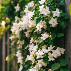 Brico Jasminoides Officinale - Set Van 3 - Wit - Jasmijn - Pot 9Cm - Hoogte 25-40Cm- Planten