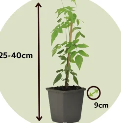 Brico Jasminoides Officinale - Set Van 3 - Wit - Jasmijn - Pot 9Cm - Hoogte 25-40Cm- Planten