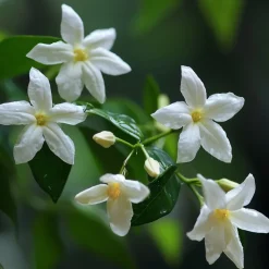 Brico Jasminoides Officinale - Set Van 3 - Wit - Jasmijn - Pot 9Cm - Hoogte 25-40Cm- Planten