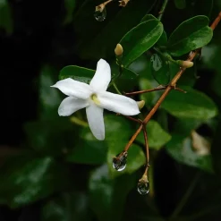 Brico Jasminoides Officinale - Set Van 3 - Wit - Jasmijn - Pot 9Cm - Hoogte 25-40Cm- Planten
