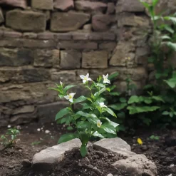 Brico Jasminoides Officinale - Set Van 3 - Wit - Jasmijn - Pot 9Cm - Hoogte 25-40Cm- Planten