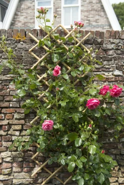 Tuinhout|Brico Nature Bamboeklimrek 70X180Cm