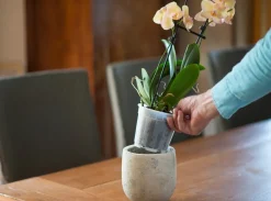 Brico Nature Orchideeen Pot Transparant O12Cm- Plantenpotten En -Bakken