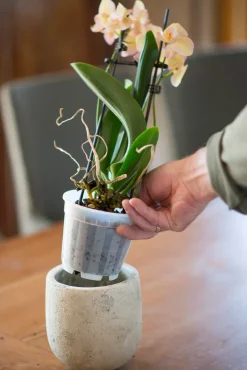 Brico Nature Orchideeen Pot Transparant O12Cm- Plantenpotten En -Bakken