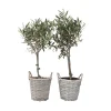 Brico Olea Europaea - Set Van 2 - Olijfboom Stam In Mand - Pot 14Cm - Hoogte 45-55Cm- Planten