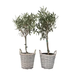 Brico Olea Europaea - Set Van 2 - Olijfboom Stam In Mand - Pot 14Cm - Hoogte 45-55Cm- Planten