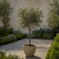 Brico Olea Europaea - Set Van 2 - Olijfboom Stam In Mand - Pot 14Cm - Hoogte 45-55Cm- Planten