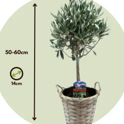 Brico Olea Europaea - Set Van 2 - Olijfboom Stam In Mand - Pot 14Cm - Hoogte 45-55Cm- Planten