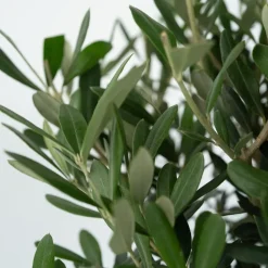 Brico Olea Europaea - Set Van 2 - Olijfboom Stam In Mand - Pot 14Cm - Hoogte 45-55Cm- Planten