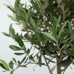 Brico Olea Europaea - Set Van 2 - Olijfboom Stam In Mand - Pot 14Cm - Hoogte 45-55Cm- Planten