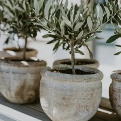 Brico Olea Europaea - Set Van 2 - Olijfboom Stam In Mand - Pot 14Cm - Hoogte 45-55Cm- Planten