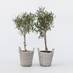 Brico Olea Europaea - Set Van 2 - Olijfboom Stam In Mand - Pot 14Cm - Hoogte 45-55Cm- Planten