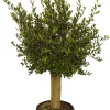 Brico Olijfboom (Olea) Stamomtrek Ca. 30-40Cm 40L 175Cm- Planten