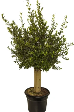 Brico Olijfboom (Olea) Stamomtrek Ca. 30-40Cm 40L 175Cm- Planten
