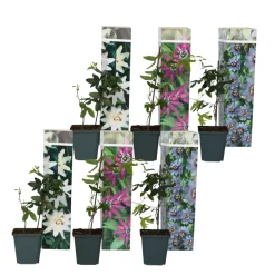 Brico Passiflora - Mix Van 6 - Klimplant - Pot 9Cm - Hoogte 25-40Cm- Planten