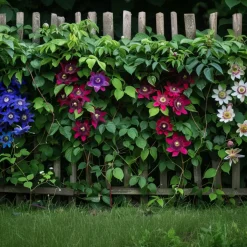 Brico Passiflora - Mix Van 6 - Klimplant - Pot 9Cm - Hoogte 25-40Cm- Planten