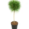 Brico Pinus Summer Breeze - Dwergden - Pot 24Cm - Hoogte 70-80Cm- Planten