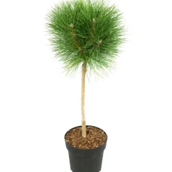 Brico Pinus Summer Breeze - Dwergden - Pot 24Cm - Hoogte 70-80Cm- Planten