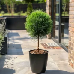 Brico Pinus Summer Breeze - Dwergden - Pot 24Cm - Hoogte 70-80Cm- Planten