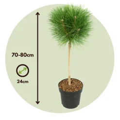 Brico Pinus Summer Breeze - Dwergden - Pot 24Cm - Hoogte 70-80Cm- Planten