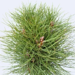 Brico Pinus Summer Breeze - Dwergden - Pot 24Cm - Hoogte 70-80Cm- Planten