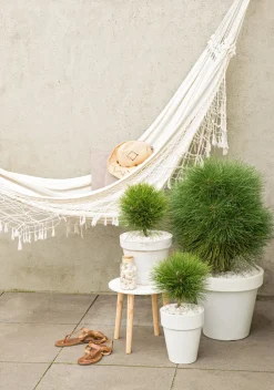 Brico Pinus Summer Breeze - Dwergden - Pot 24Cm - Hoogte 70-80Cm- Planten