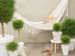 Brico Pinus Summer Breeze - Dwergden - Pot 24Cm - Hoogte 70-80Cm- Planten