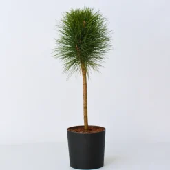 Brico Pinus Summer Breeze - Dwergden - Pot 24Cm - Hoogte 70-80Cm- Planten