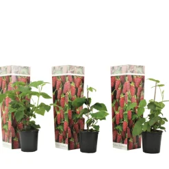 Brico Rubus 'Tayberry' - Set Van 3 - Tuinplant - Braamboos - Pot 9Cm - Hoogte 25-40Cm- Planten