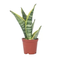 Brico Sansevieria Laurentii - Set Van 4 - Vrouwentong - Pot 12Cm - Hoogte 30-40Cm- Planten
