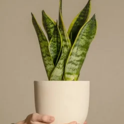 Brico Sansevieria Laurentii - Set Van 4 - Vrouwentong - Pot 12Cm - Hoogte 30-40Cm- Planten