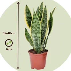 Brico Sansevieria Laurentii - Set Van 4 - Vrouwentong - Pot 12Cm - Hoogte 30-40Cm- Planten