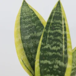 Brico Sansevieria Laurentii - Set Van 4 - Vrouwentong - Pot 12Cm - Hoogte 30-40Cm- Planten