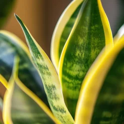 Brico Sansevieria Laurentii - Set Van 4 - Vrouwentong - Pot 12Cm - Hoogte 30-40Cm- Planten