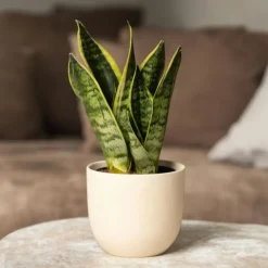 Brico Sansevieria Laurentii - Set Van 4 - Vrouwentong - Pot 12Cm - Hoogte 30-40Cm- Planten