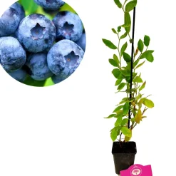 Brico Schramas.Com Blauwe Bes Vaccinium Corymbosum Blue Crop + Pot 9Cm- Planten
