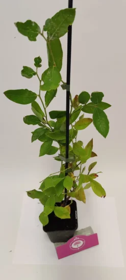 Brico Schramas.Com Blauwe Bes Vaccinium Corymbosum Blue Crop + Pot 9Cm- Planten