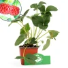 Brico Schramas.Com Framboos-Aardbei Fragaria Ananassa Framberry + Pot 9Cm 3 Stuks- Planten