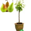 Brico Schramas.Com Perenboom Pyrus Communis Trio Peer Drie Soorten Aan Een Boom + Pot 19Cm- Planten