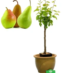 Brico Schramas.Com Perenboom Pyrus Communis Trio Peer Drie Soorten Aan Een Boom + Pot 19Cm- Planten