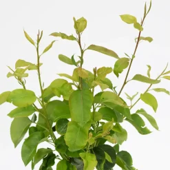 Brico Schramas.Com Perenboom Pyrus Communis Trio Peer Drie Soorten Aan Een Boom + Pot 19Cm- Planten